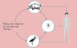 Lợn và chim là ổ chứa virus viêm não Nhật Bản