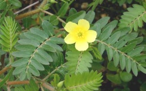 Thảo dược tăng độ cương cứng hơn cả Viagra có nhiều ở Việt Nam