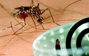 Chống muỗi và côn trùng trong mùa hè