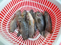 Xôi cá rô đồng cho bữa sáng