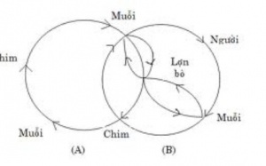 Viêm não Nhật Bản tấn công cả người lớn