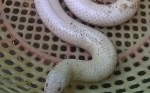 Phát hiện rắn bạch tạng nằm phơi nắng tại miền Tây