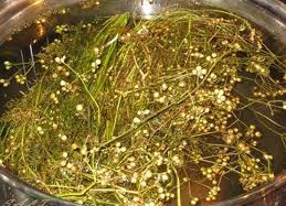 Trẻ nhiễm khuẩn da do tắm lá sai cách