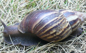 Viêm màng não do ăn ốc sên (ốc ma)