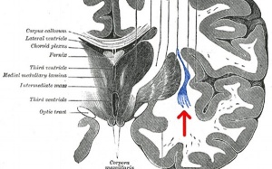 Công tắc “bật - tắt” trong bộ não