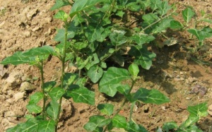 Hoạt chất trong cây cà gai leo làm âm tính virus viêm gan B?