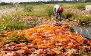 Vụ xả thuốc ra cánh đồng: Đại diện Intechpharm nhận trách nhiệm