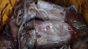 Thừa Thiên Huế: Xuất hiện mực có màu lạ, giá chỉ từ 20.000 – 40.000/kg