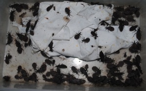 TP.HCM: Đề phòng bọ xít hút máu người