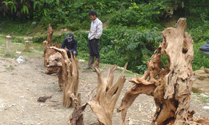Nghề săn 'gốc chết'