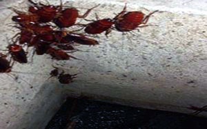 Kinh hãi những bể nước ngầm sinh hoạt