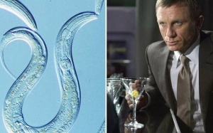 Phát triển loại thuốc mới giúp chống say rượu