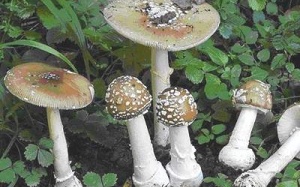 Cần Thơ: 2 bệnh nhân ngộ độc vì ăn nấm dại