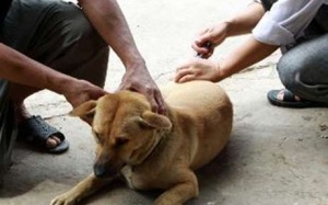 Hưng Yên: Tích cực tiêm phòng cho chó, mèo sau khi có người tử vong