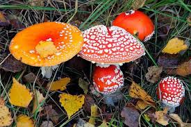 Lại ngộ độc vì nấm dại