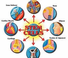 Điều diệu kỳ mang tên tế bào gốc