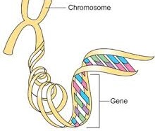 Phát hiện mới về gen giúp việc chẩn đoán u vú tốt hơn