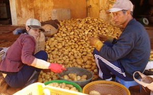 Khoai tây Trung Quốc lại được nhập ồ ạt về Đà Lạt để “làm áo”