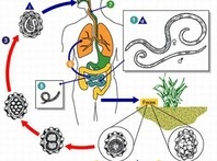 Lỵ amip có nguy hiểm?
