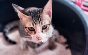 Có thể chữa ung thư bằng … phân mèo