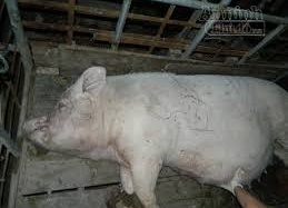 Ăn thịt lợn chết bệnh, mất mạng