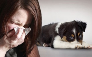 Phòng các bệnh lây truyền từ chó, mèo