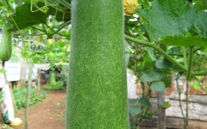 Sai lầm chết người khi ăn bí đao mà bạn không biết