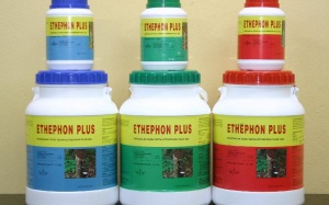 Nguy hại từ ethephon giúp hoa quả chín nhanh