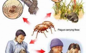 Tử vong vì dịch hạch do tiếp xúc với chó bị ốm