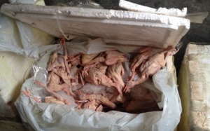 Thu giữ bồ câu không nguồn gốc và gà thịt thải loại