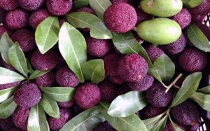 3 trẻ chết vì ăn quả rừng