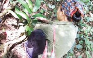 Đi tìm “thần dược” Tỏa Dương cho quý ông