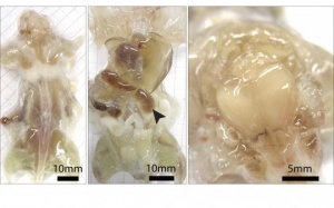 Làm trong suốt cơ thể để chữa bệnh