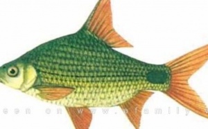 Phát hiện 7 loài cá nước ngọt gây ung thư gan