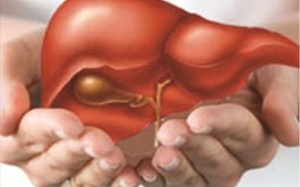 Lợi khuẩn Probiotic giúp giảm gan nhiễm mỡ