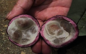 Xác định loại quả dại gây tử vong