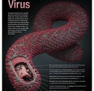 Phụ nữ mang thai nhiễm Ebola có nguy cơ sinh non