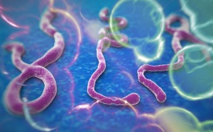 Virus Ebola: Lây truyền qua sữa mẹ