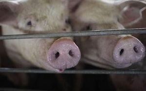 Virus Ebola được tìm thấy ở lợn