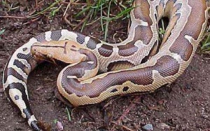 Cục ATTP: Tăng cường biện pháp kiểm soát ngộ độc từ con nưa