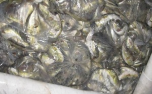 Đà Nẵng: Tiêu hủy hơn 100kg cá nóc