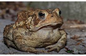 Gia Lai: Một người tử vong vì ăn thịt cóc