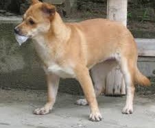 300.000 người nghi bị chó dại cắn mỗi năm