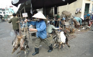 Lo ngại cúm gia cầm độc lực phát tác