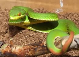 Phải làm gì khi bị rắn độc cắn?