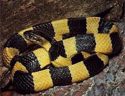 Thanh Hóa: Đang ngủ bị rắn độc bò lên giường cắn chết