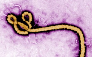 WHO: Tọa đàm phương pháp điều trị Ebola đầu tháng 9