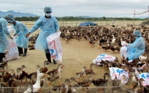 Cảnh giác cúm A H5N6 có thể lây sang người