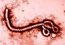 Ebola: Số lượng nhân viên y tế bị lây nhiễm cao kỷ lục