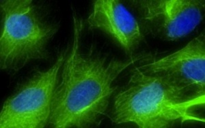 Lần đầu tiên nuôi cấy nội tạng trong cơ thể sống